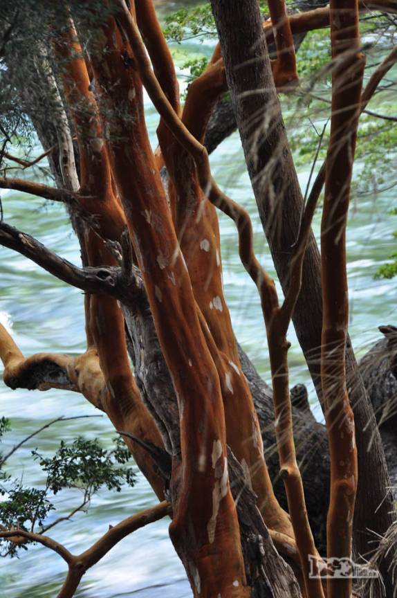 A bela cor avermelhada dos arrayanes, árvore muito comum no Parque Nacional Los Alerces, ao norte de Trevelin, na patagônia argentina